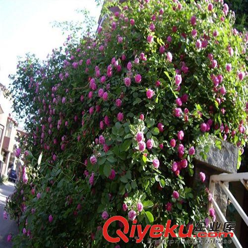 批發多花薔薇花苗320天循環開花 爬藤植物盆栽花卉庭院5年苗