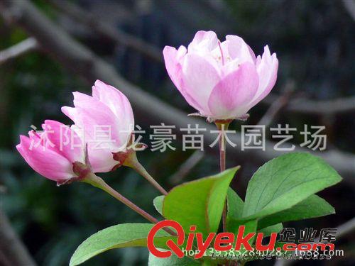 【龍豪花木】供應各種苗木 種苗 基地直銷 優(yōu)質 八月桂花樹