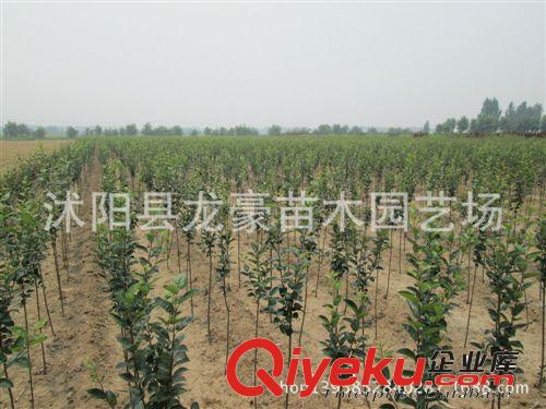 【龍豪花木】大量西府海棠樹批發(fā) 西府海棠苗 苗圃直銷 量大從優(yōu)原始圖片3