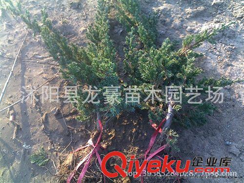 基地大量tg：各種綠化苗木 鋪地柏 沙地柏 價格優惠 全國批發