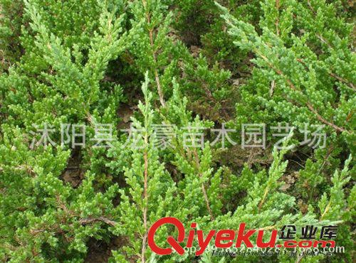基地大量tg：各種綠化苗木 鋪地柏 沙地柏 價格優惠 全國批發