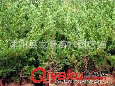 基地大量tg：各種綠化苗木 鋪地柏 沙地柏 價格優惠 全國批發