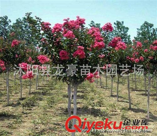 【龍豪花木】供應各種工程苗木 花卉 基地直銷 優質 紫薇