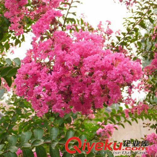 【龍豪花木】供應各種工程苗木 花卉 基地直銷 優質 紫薇