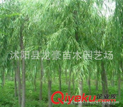 【龍豪花木】供應各種工程苗木 花卉 基地直銷 優質 垂柳