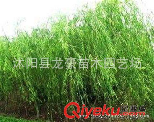 【龍豪花木】供應(yīng)各種工程苗木 花卉 基地直銷 優(yōu)質(zhì) 垂柳