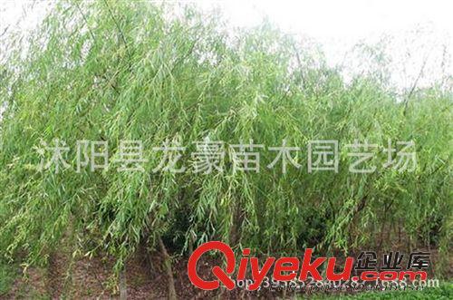 【龍豪花木】供應(yīng)各種工程苗木 花卉 基地直銷 優(yōu)質(zhì) 垂柳