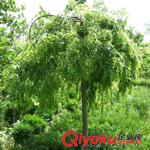 【龍豪花木】常年供應(yīng)國(guó)槐  量大優(yōu)惠    價(jià)格便宜