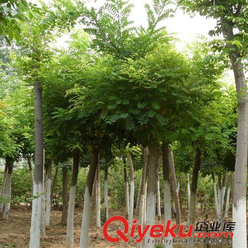 【龍豪花木】常年供應(yīng)國(guó)槐  量大優(yōu)惠    價(jià)格便宜