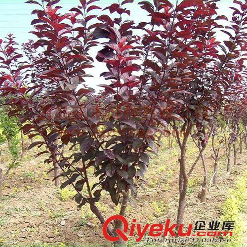 【龍豪花木】供應各種工程苗木 基地直銷 優質 紫葉李 紅葉李小苗