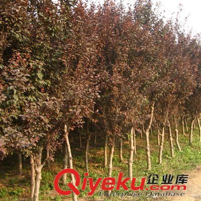 【龍豪花木】供應(yīng)各種工程苗木 基地直銷 優(yōu)質(zhì) 紫葉李 紅葉李小苗