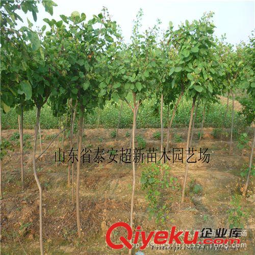 批發(fā)黃櫨苗   大量供應(yīng)綠化苗黃櫨 泰安zg黃櫨苗 歡迎電議