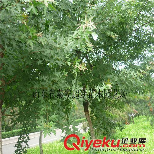 批發(fā)五角槭 供應(yīng)大規(guī)格五角楓苗  基地現(xiàn)貨出售五角楓
