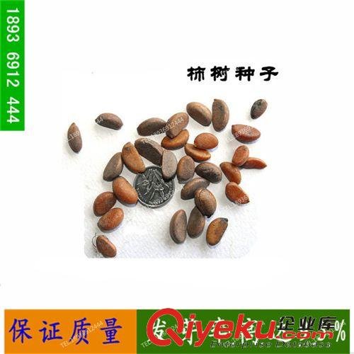 直銷(xiāo)銀杏白果 銀杏種子  白果種子 生白果 顆粒飽滿(mǎn) 當(dāng)年新采