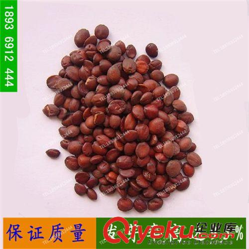 葡萄種子葡萄樹種子巨峰葡萄苗大量批發供應果樹苗種籽
