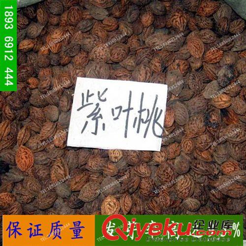 批發供應優質mh桃種子 當年新采 保質保量 果樹種子