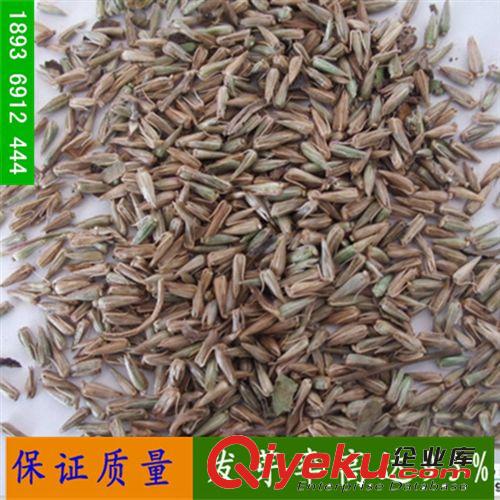中藥材種子批發(fā) 中草藥種子 王不留種子 麥藍(lán)子 麥藍(lán)菜 留行子