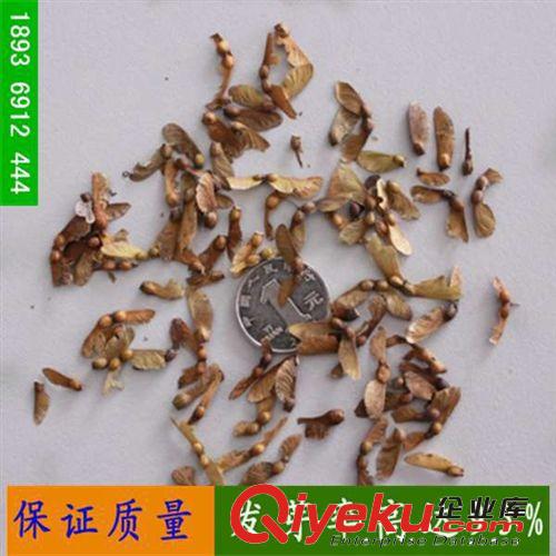 進(jìn)口雞爪槭種子 中葉雞爪槭 園林種子 綠化種子銷售