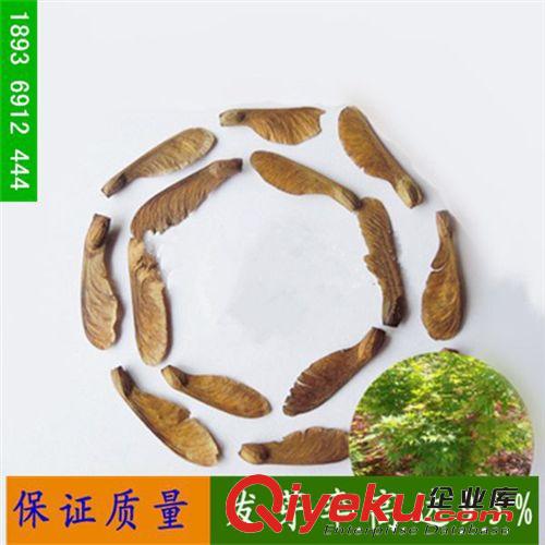 出售當(dāng)年新采園林植物樹種 青楓種子 大葉青楓種子 一級種子
