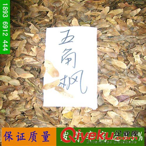出售新采收 林木種子 五角楓種子 五角槭種子 五角楓樹種 包發(fā)芽