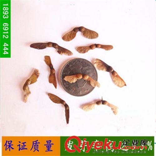 批發(fā)花木種子 新采小葉雞爪槭種子 供應(yīng)雞爪槭苗木種子 彩葉樹種
