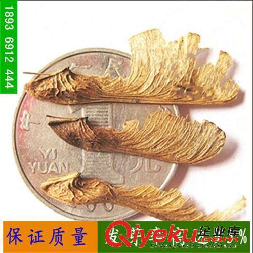 專業(yè)出售 林木種子 園林綠化種子 三角楓種子 苗木種子