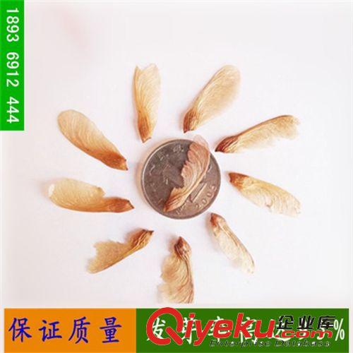 美國紅楓改良品種 原裝進(jìn)口種子 現(xiàn)貨供應(yīng)一百公斤