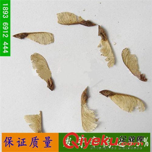 茶條槭種子灌木種子批發(fā)供應(yīng)綠化苗木種籽喬木種子