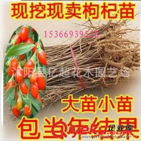 盆栽植物花卉枸杞苗木枸杞樹苗小苗食用枸杞果苗{ctr}野枸杞生苗