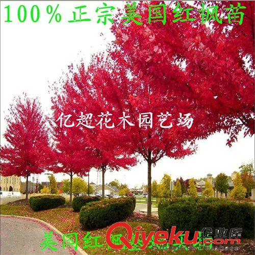 盆栽植物花卉枸杞苗木枸杞樹苗小苗食用枸杞果苗{ctr}野枸杞生苗