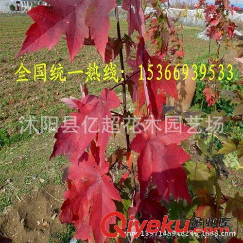 直銷美國紅楓小苗 美國改良紅楓 北美紅楓 現貨充足 園林綠化苗木原始圖片2