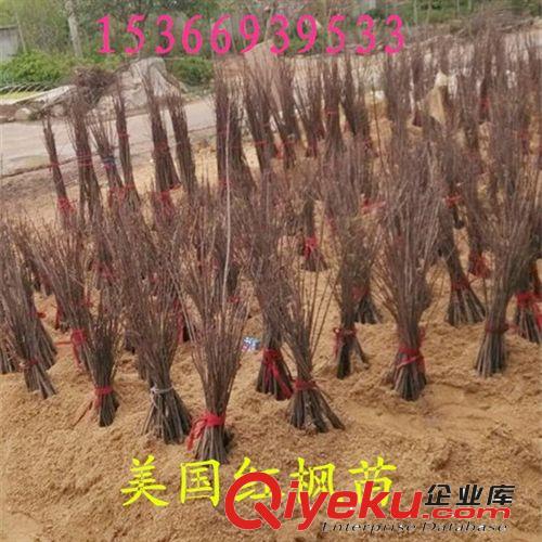 直銷美國紅楓小苗 美國改良紅楓 北美紅楓 現貨充足 園林綠化苗木原始圖片3