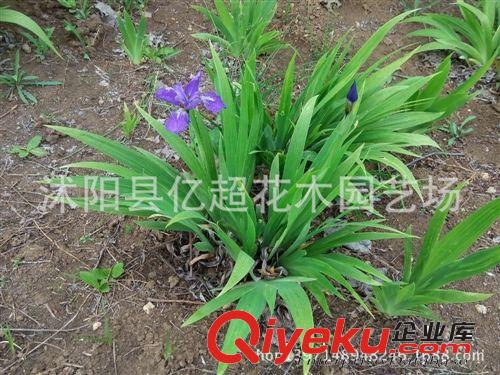 鳶尾花苗 水生鳶尾 藍花蝴蝶蘭 蝴蝶蘭 烏鳶、扁竹花 綠化種苗原始圖片2