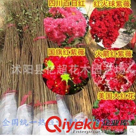 批發(fā)大量速生紫薇苗百日紅紅火箭 紅火球 紅花紫薇樹苗等綠化苗木原始圖片2
