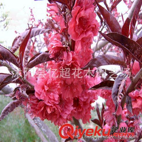 批發(fā)大量速生紫薇苗百日紅紅火箭 紅火球 紅花紫薇樹苗等綠化苗木