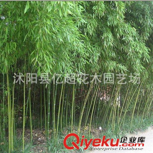 批發(fā)白果 銀杏樹小苗 四季栽植 百分百成活 全網(wǎng){zd1} 質(zhì)量{zh0}