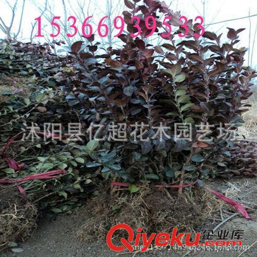 基地銷售 月季苗 品種大花月季 摩納哥公主 帶花發(fā)貨 保證品種