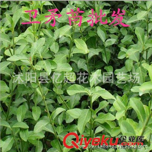 批發(fā)綠化工程苗木 衛(wèi)矛小苗 冬青衛(wèi)矛 攀爬高手扦插苗小葉扶芳藤原始圖片2