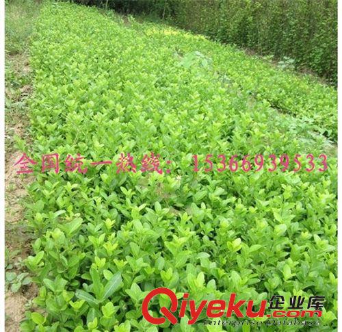 批發(fā)綠化工程苗木 衛(wèi)矛小苗 冬青衛(wèi)矛 攀爬高手扦插苗小葉扶芳藤原始圖片3