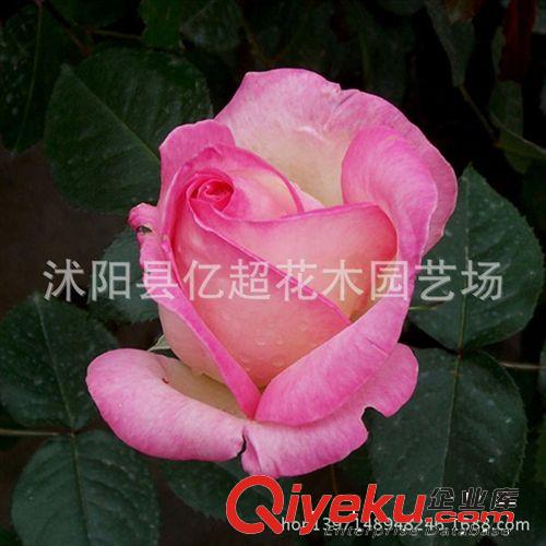 龍沙寶石月季花苗批發(fā) 月季樹苗 藤本月季苗 庭院別墅花卉專用