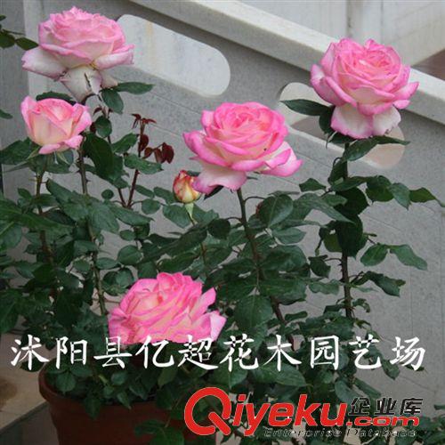 基地銷售 月季苗 品種大花月季 摩納哥公主 帶花發(fā)貨 保證品種原始圖片2