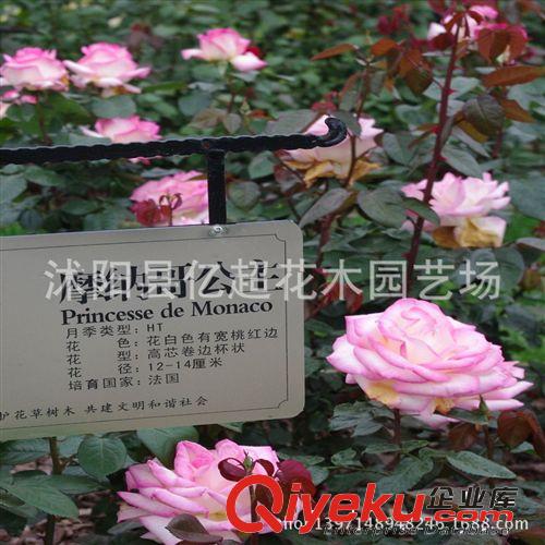 基地銷售 月季苗 品種大花月季 摩納哥公主 帶花發(fā)貨 保證品種原始圖片3