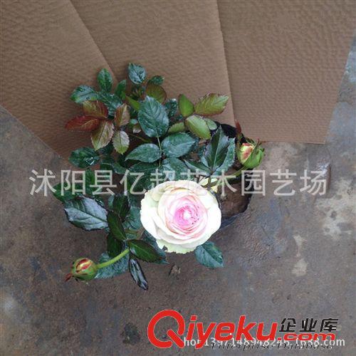 龍沙寶石月季花苗批發(fā) 月季樹苗 藤本月季苗 庭院別墅花卉專用原始圖片2