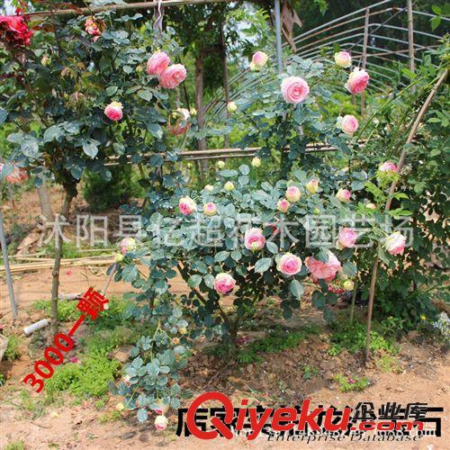 龍沙寶石月季花苗批發(fā) 月季樹苗 藤本月季苗 庭院別墅花卉專用原始圖片3