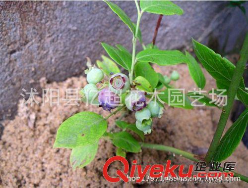 進(jìn)口果樹苗 當(dāng)年結(jié)果藍(lán)莓果樹苗兔眼藍(lán)莓苗盆栽精品藍(lán)莓實(shí)拍藍(lán)莓原始圖片3
