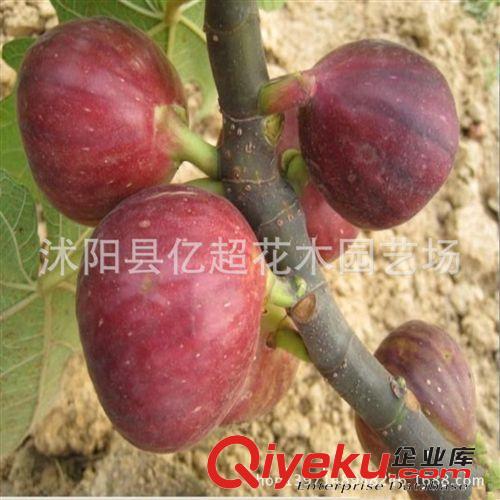 葡萄苗當年結果苗 金手指葡萄樹苗青提葡萄 巨峰葡萄苗 全國適合