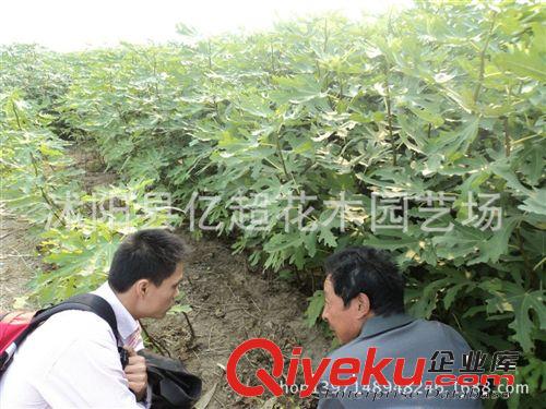 盆栽果樹(shù)苗 波姬紅無(wú)花果苗 紅心地栽無(wú)花果樹(shù)苗 當(dāng)年結(jié)果大苗原始圖片2