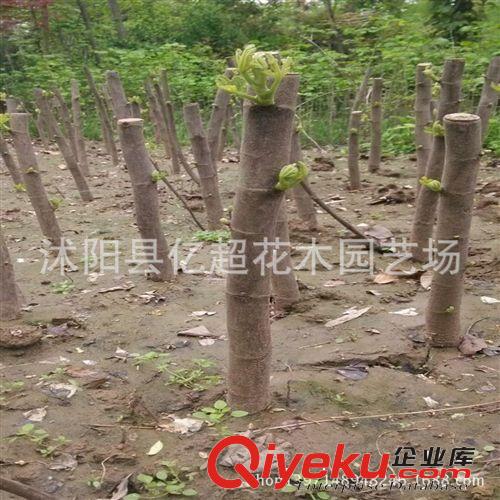盆栽果樹(shù)苗 波姬紅無(wú)花果苗 紅心地栽無(wú)花果樹(shù)苗 當(dāng)年結(jié)果大苗原始圖片3