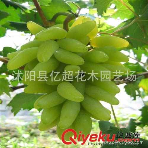 批發蘋果樹苗紅色之愛紅肉蘋果樹苗水果樹苗嫁接果樹苗抗寒耐旱
