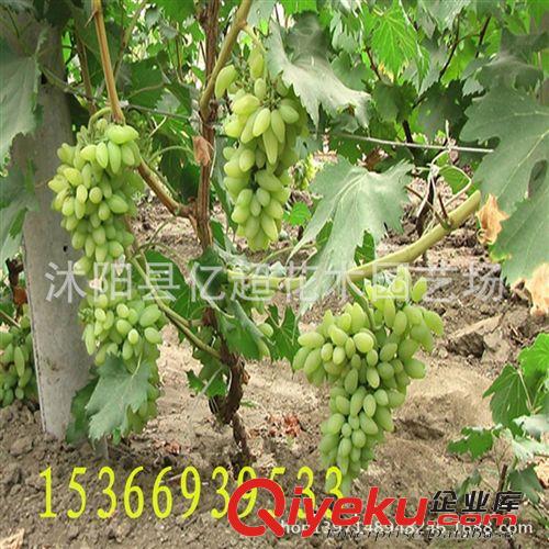 金手指葡萄苗 葡萄水果苗 肉嫩汁多 盆栽果樹苗 無核葡萄 新品種原始圖片2